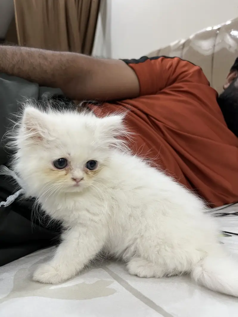 Persian Kittens Triple Coated — photo 3