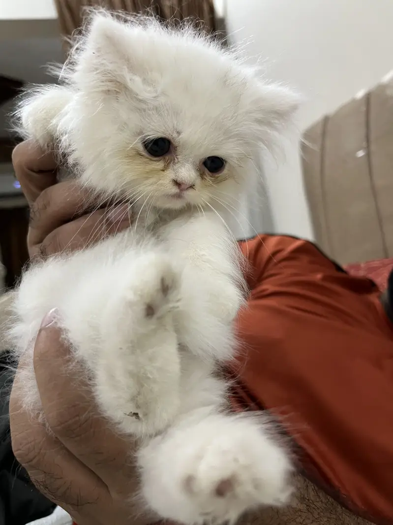 Persian Kittens Triple Coated — photo 4
