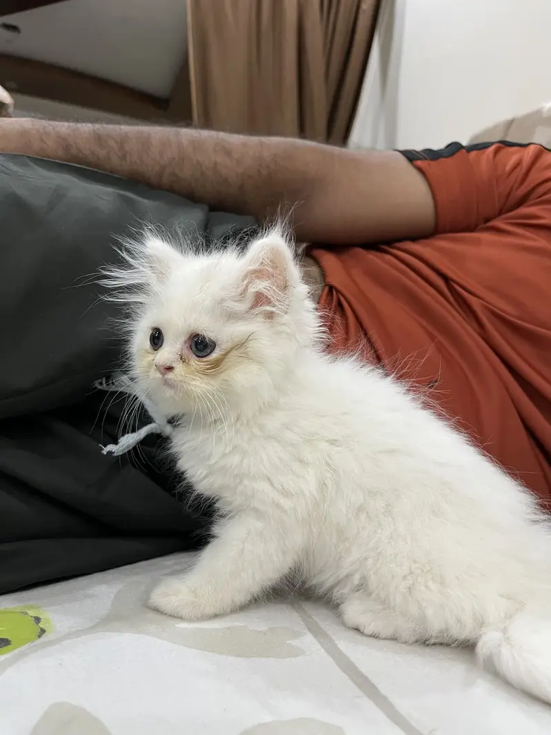 Persian Kittens Triple Coated — photo 5