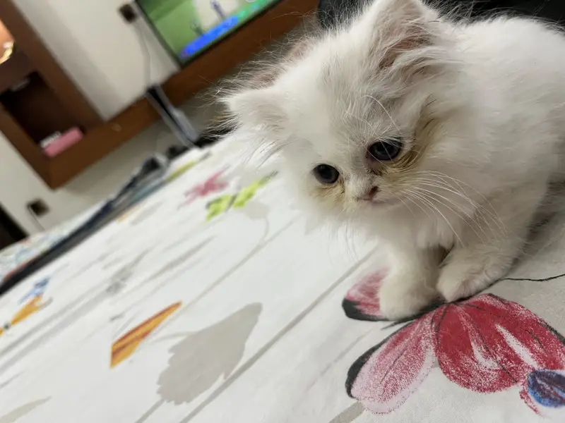 Persian Kittens Triple Coated — photo 6