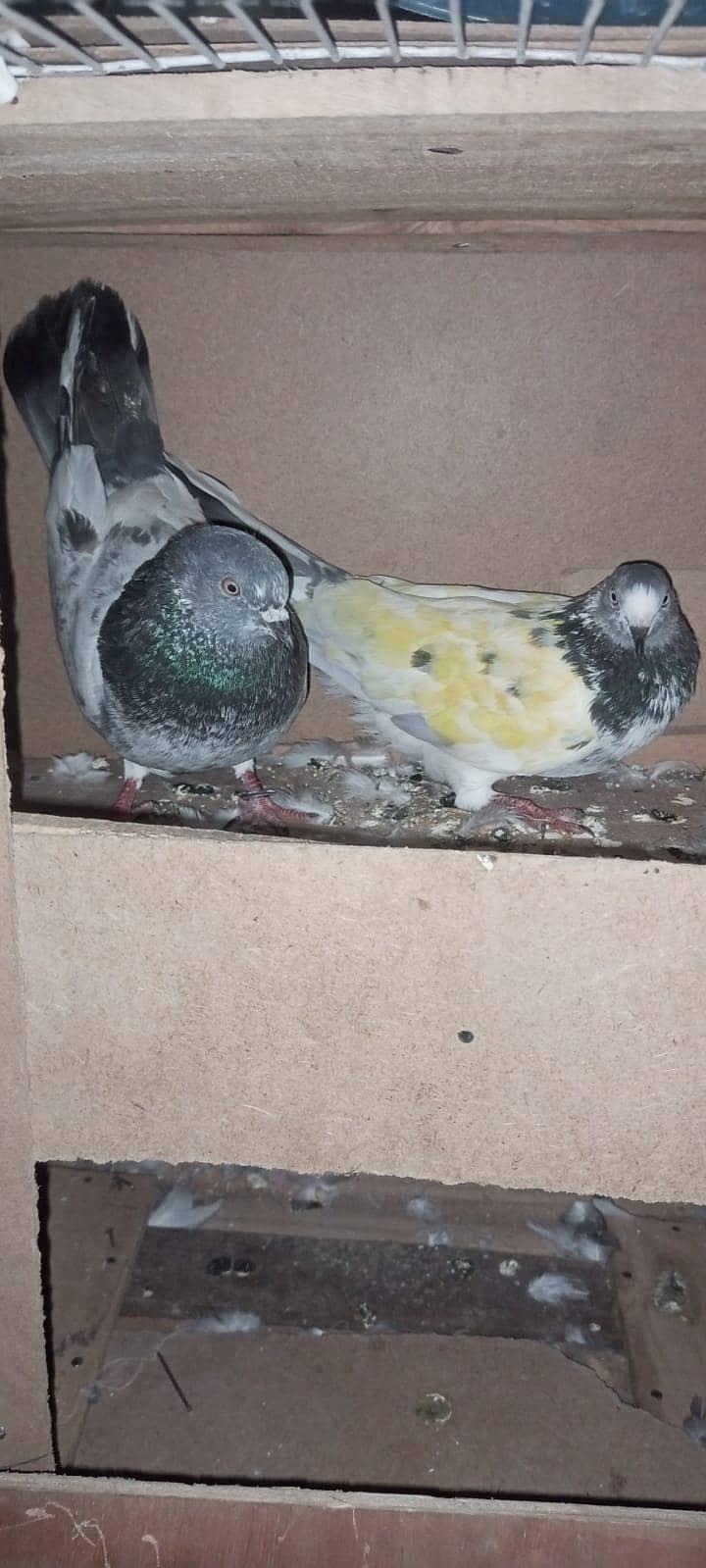 bredr pair 3