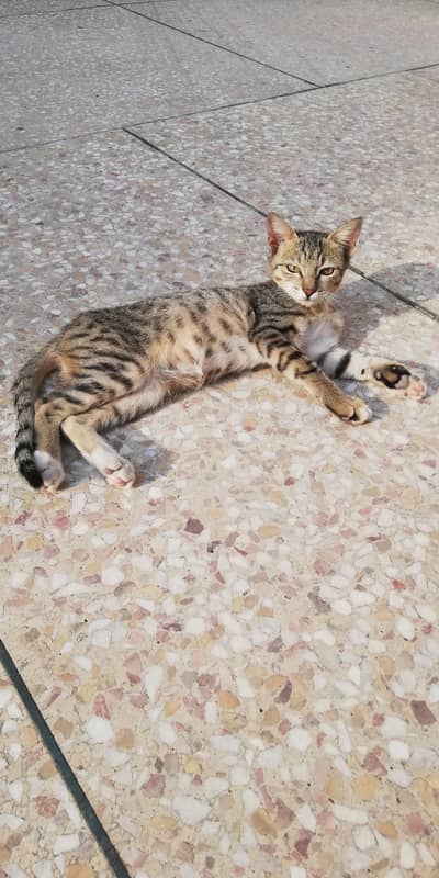 Tabby Cat Female