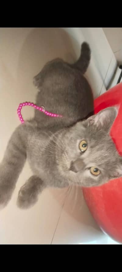 Healthy Cat Babies for Sale
