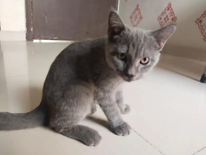 Healthy Cat Babies for Sale — photo 2