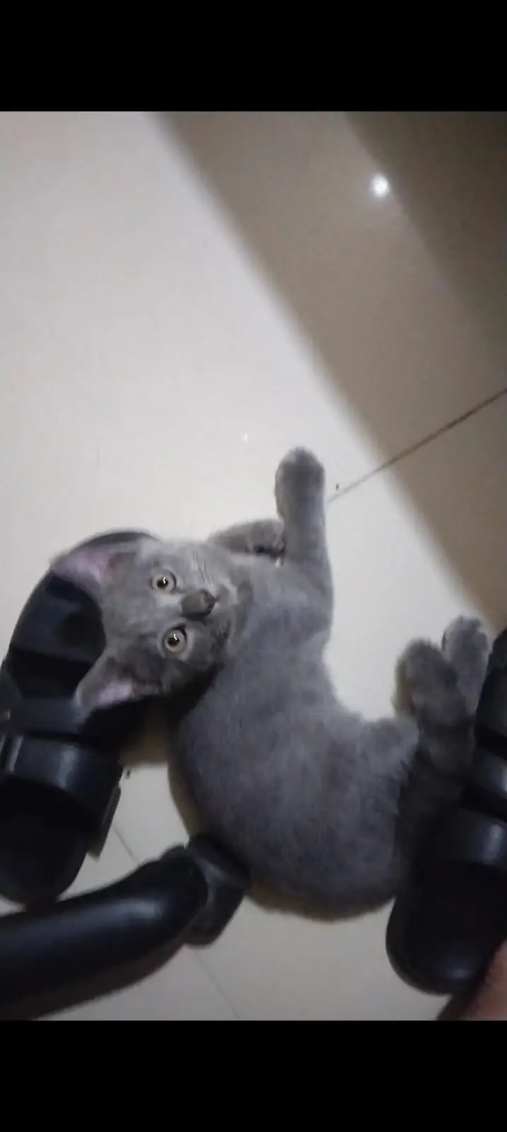 Healthy Cat Babies for Sale — photo 3