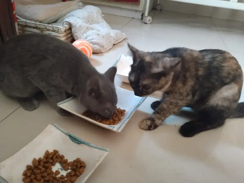 Healthy Cat Babies for Sale — photo 4
