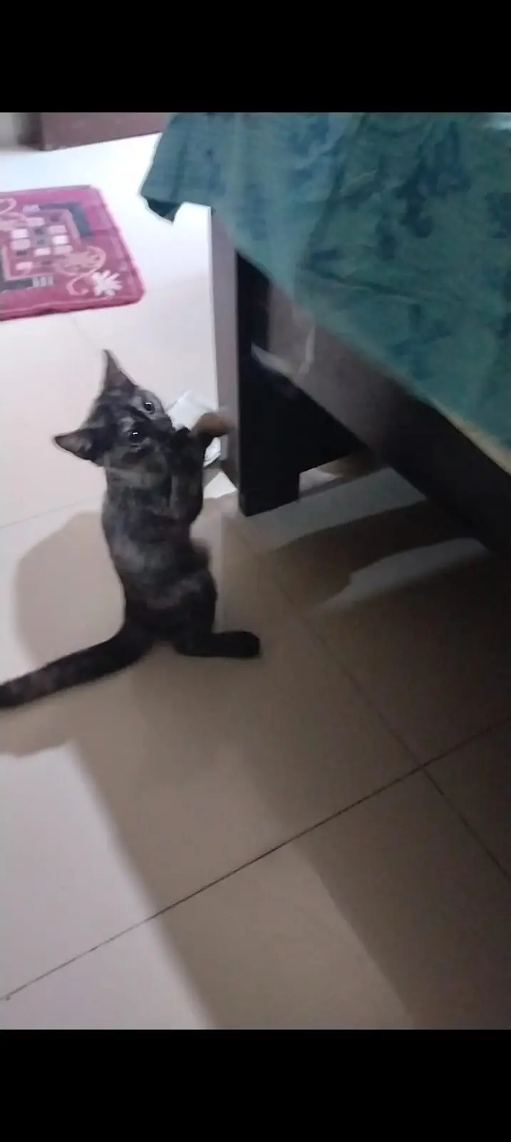 Healthy Cat Babies for Sale — photo 7