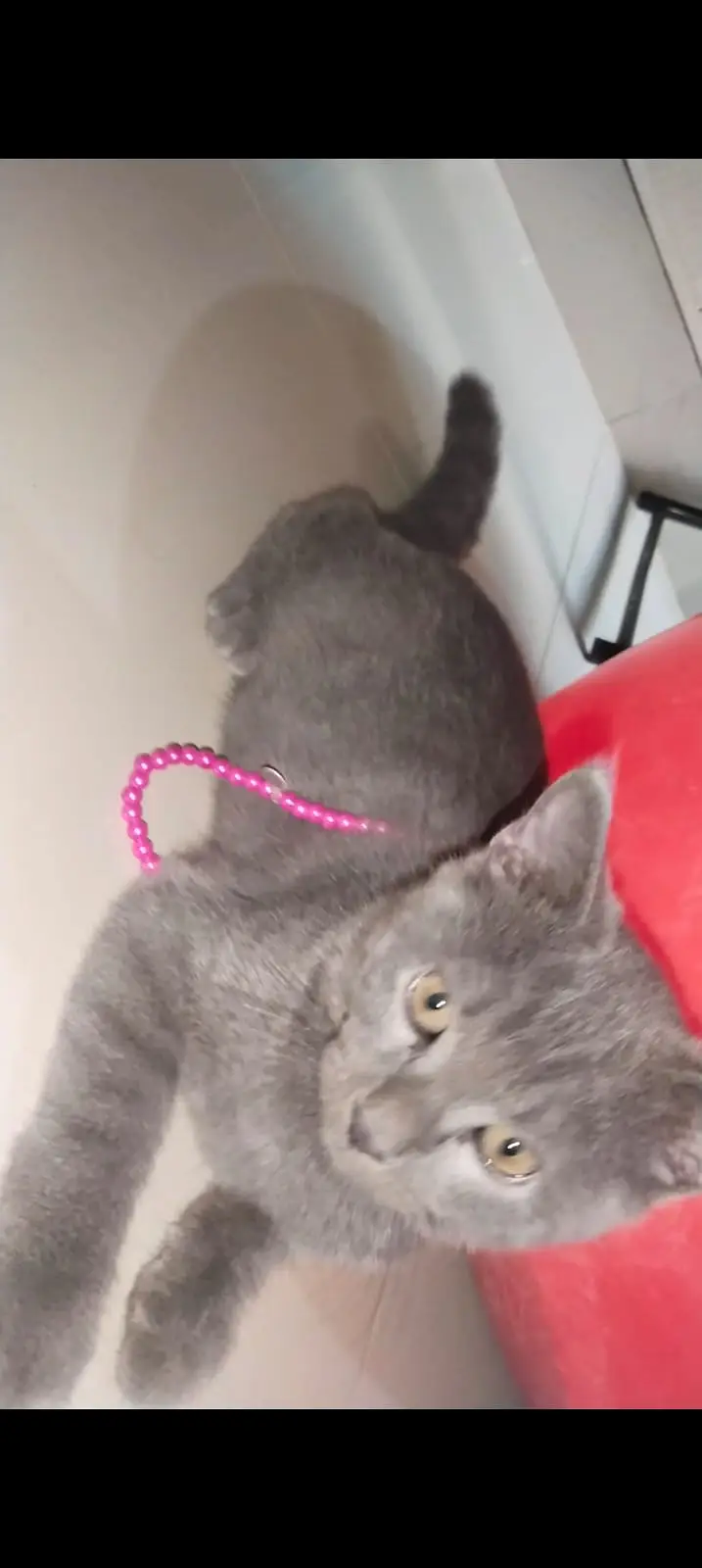 Healthy Cat Babies for Sale — photo 8