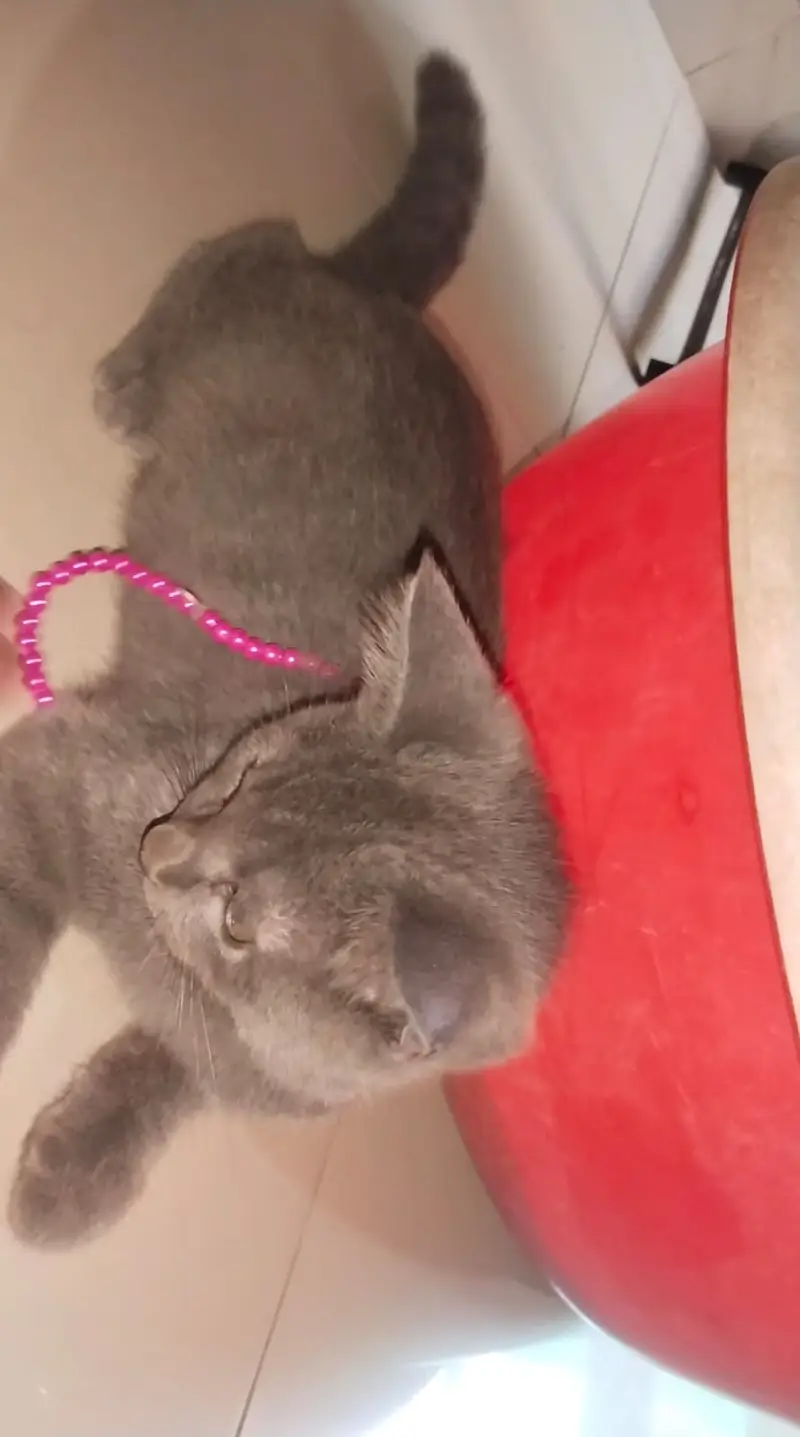 Healthy Cat Babies for Sale — photo 9