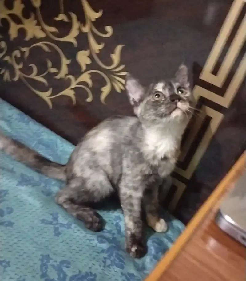 Healthy Cat Babies for Sale — photo 10