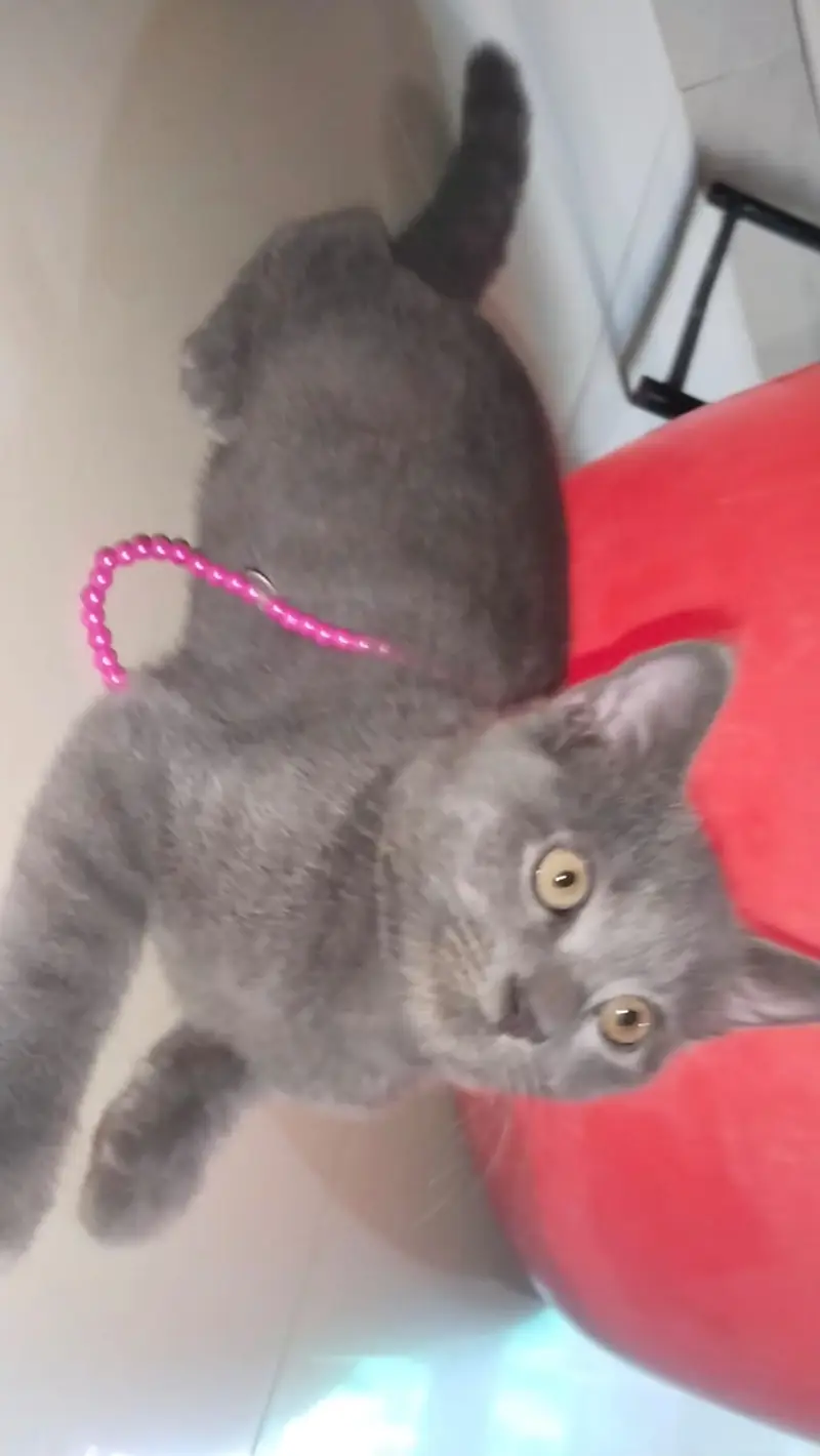 Healthy Cat Babies for Sale — photo 11