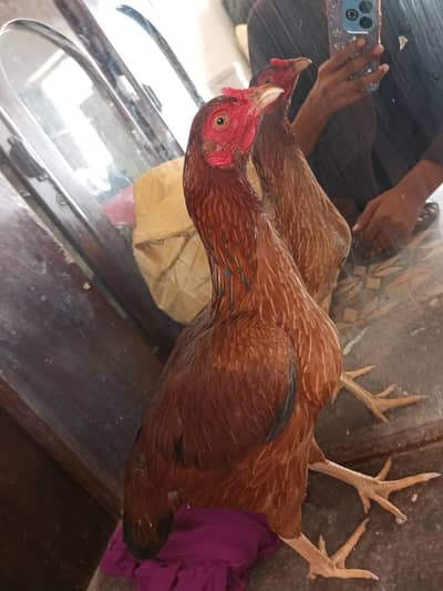 aseel pathi for sale