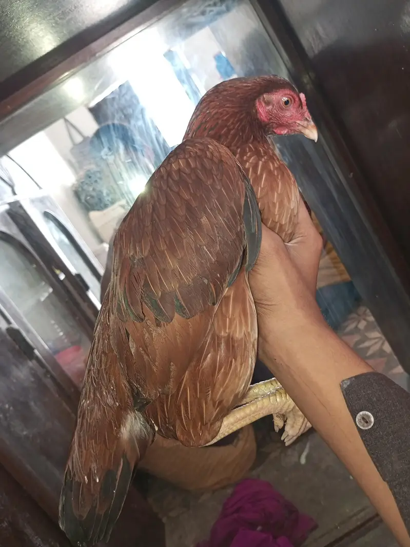 aseel pathi for sale — photo 3
