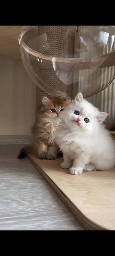 Persian cats My WhatsApp //032∅5606557 // &@$#