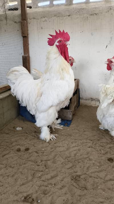 white heavy Cochin trio