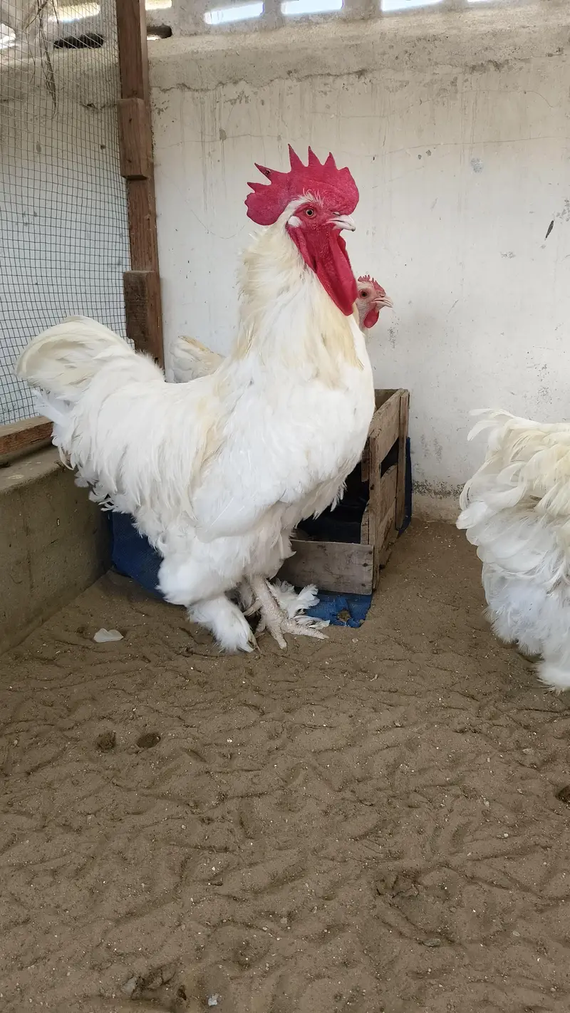 white heavy Cochin trio — photo 2