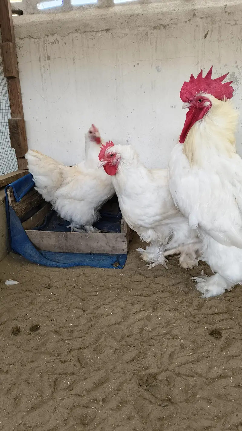 white heavy Cochin trio — photo 3