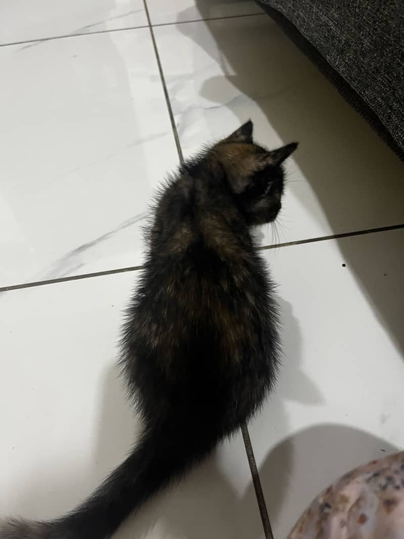 Cute Kitten 1
