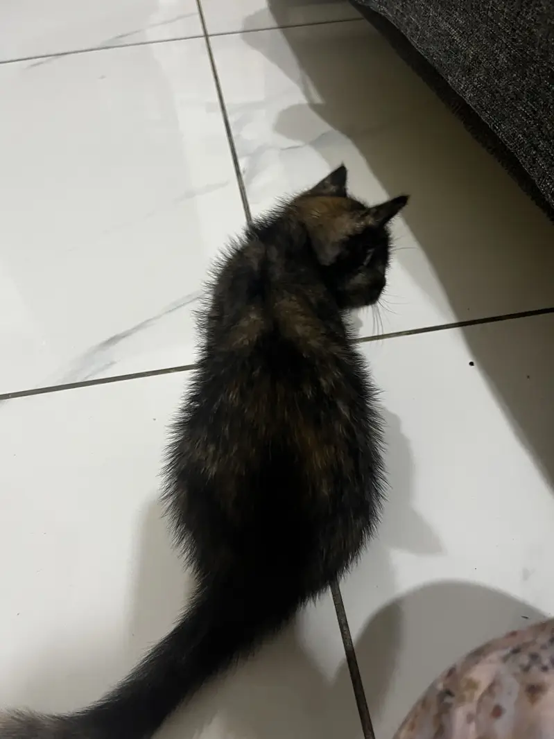 Cute Kitten — photo 2