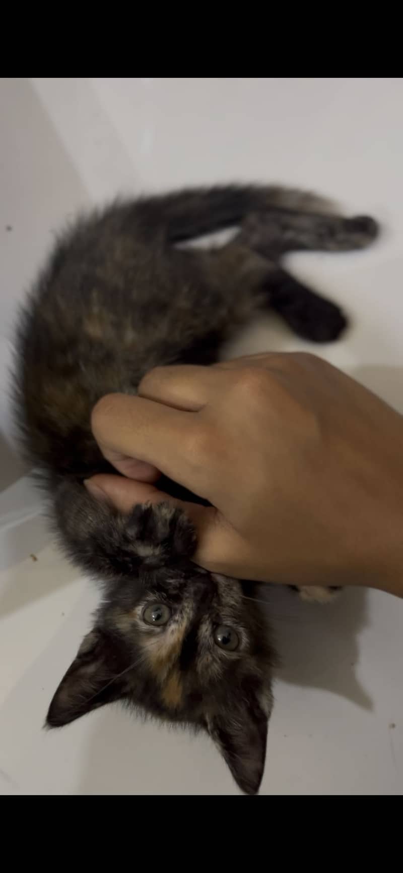 Cute Kitten 2