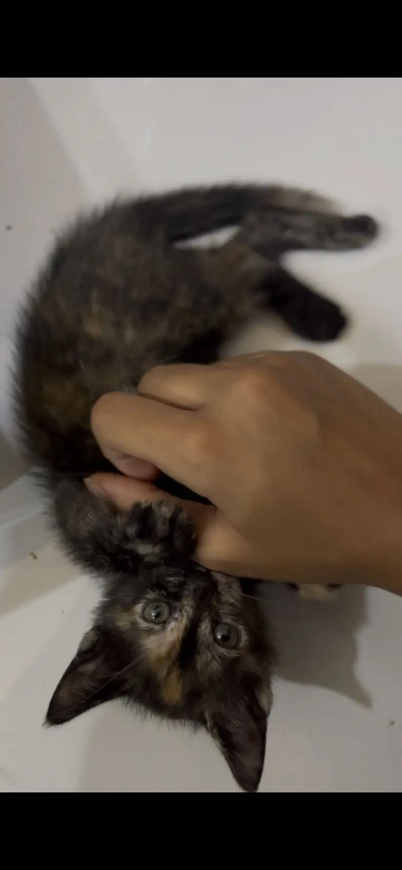 Cute Kitten — photo 3