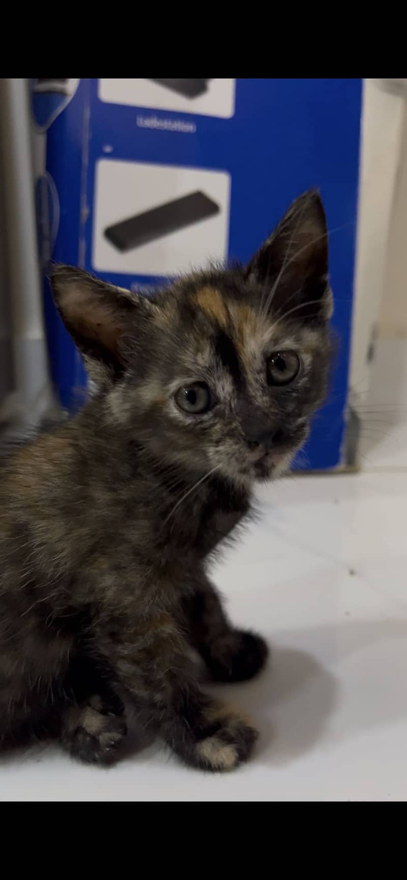 Cute Kitten 3