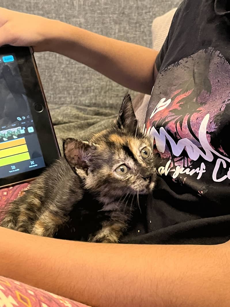 Cute Kitten 4
