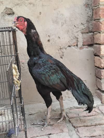 Black Mushka High quality patha