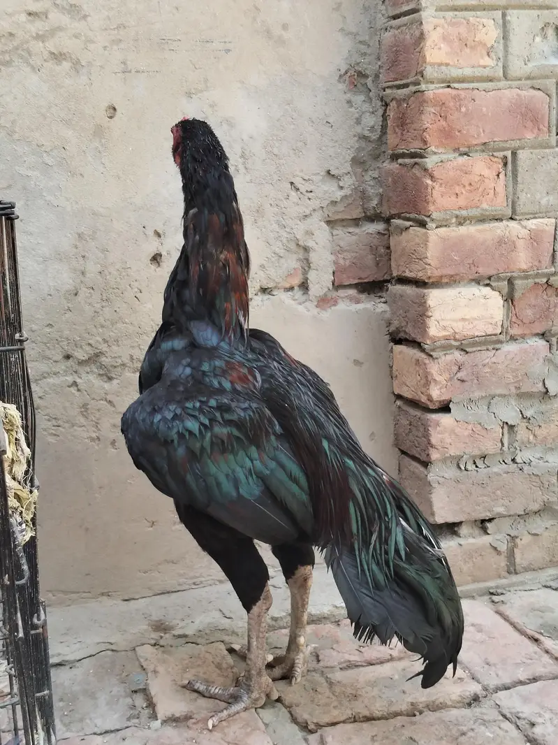 Black Mushka High quality patha — photo 2