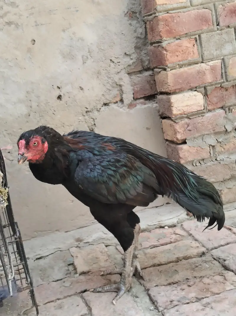Black Mushka High quality patha — photo 3