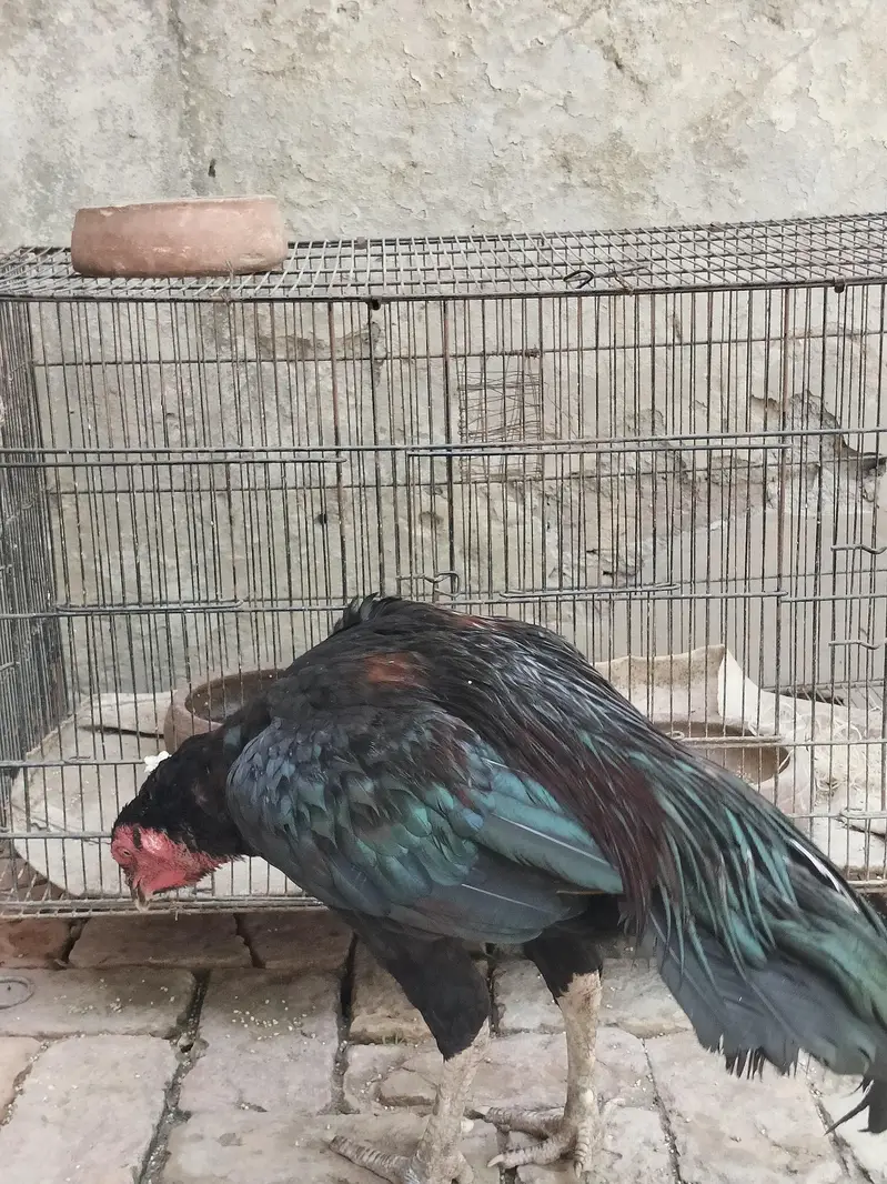 Black Mushka High quality patha — photo 4