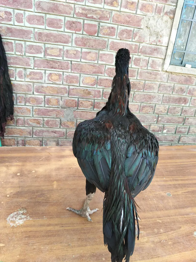 Black Mushka High quality patha — photo 5