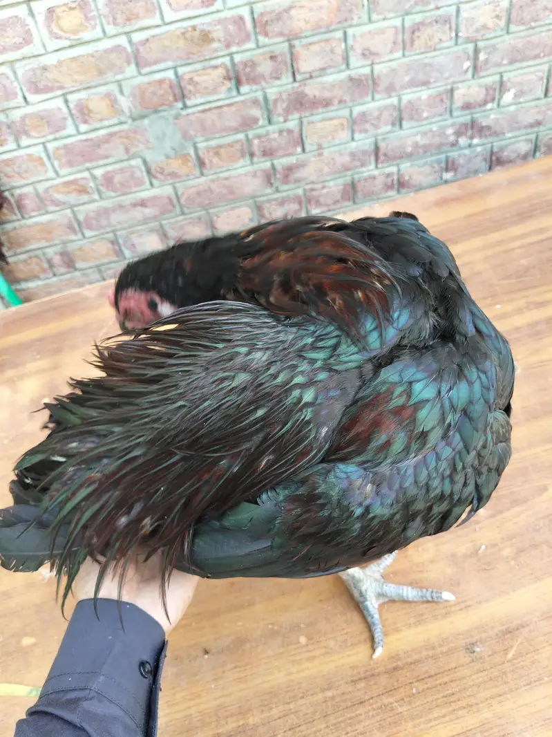 Black Mushka High quality patha — photo 6