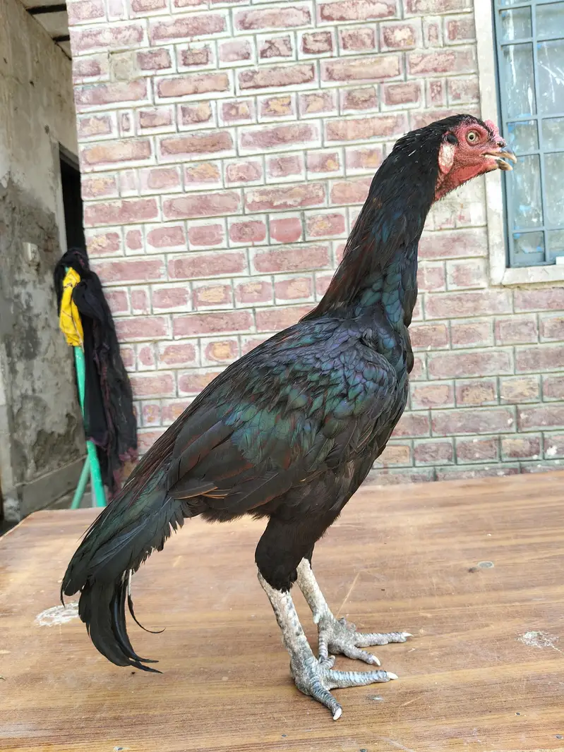 Black Mushka High quality patha — photo 7