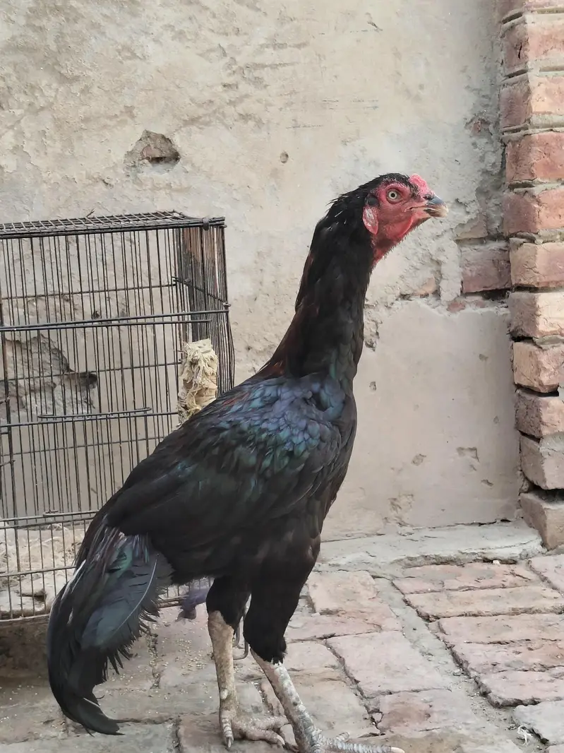 Black Mushka High quality patha — photo 8