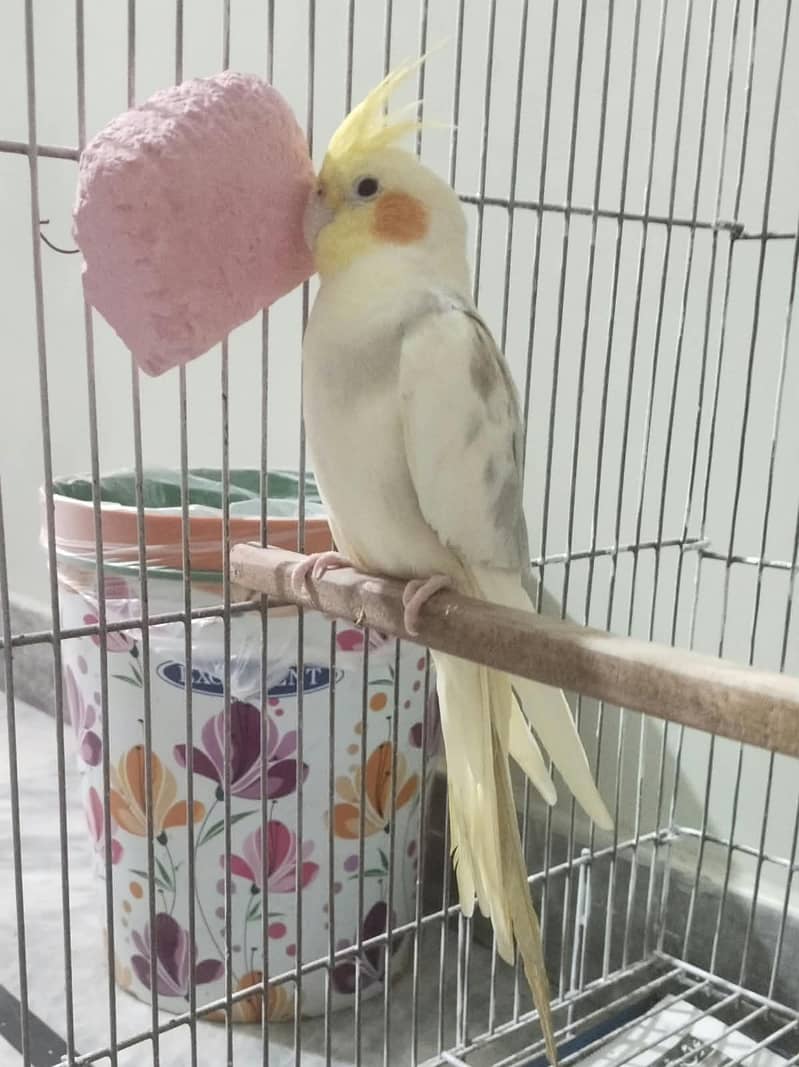 Cockatiel 0