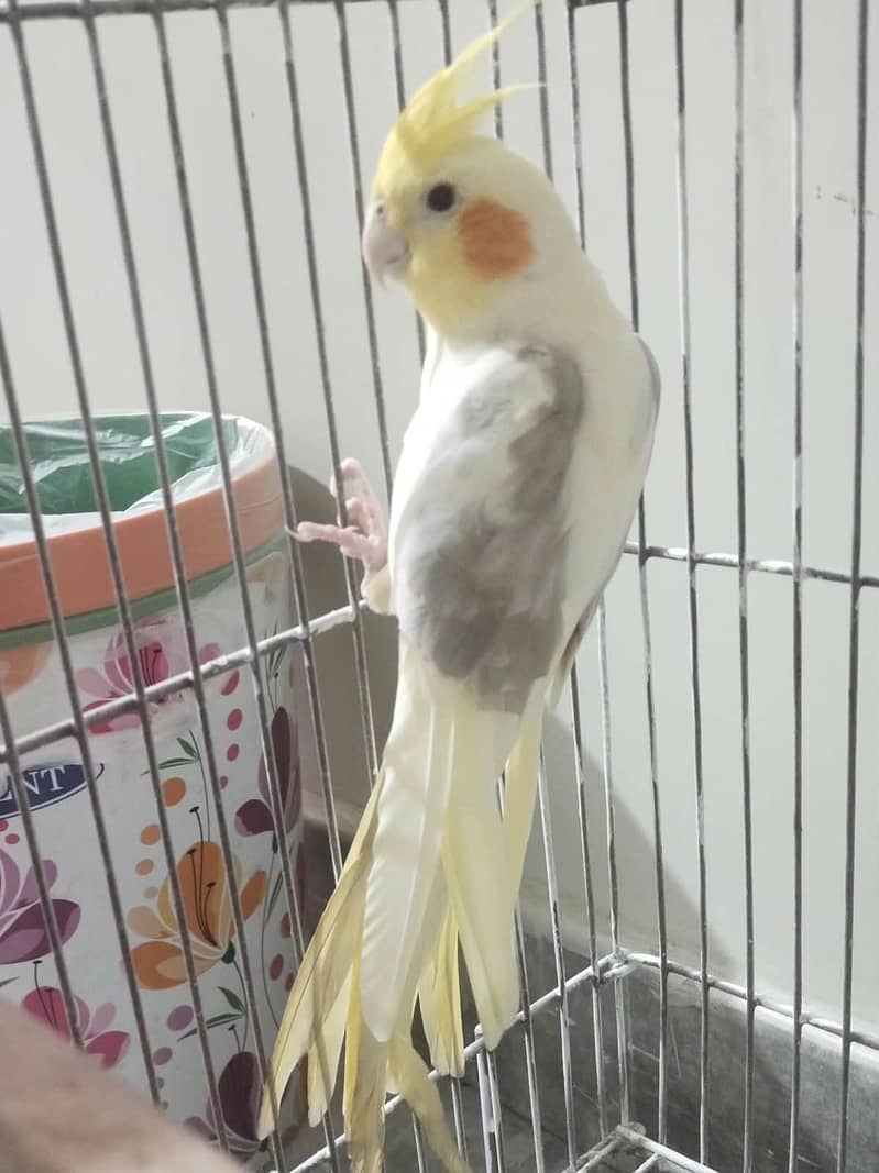 Cockatiel 1