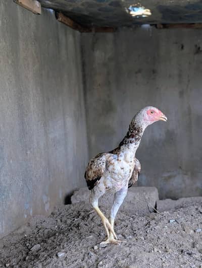 Home breed cheena quality patha for sell Whatsapp: 03159640025