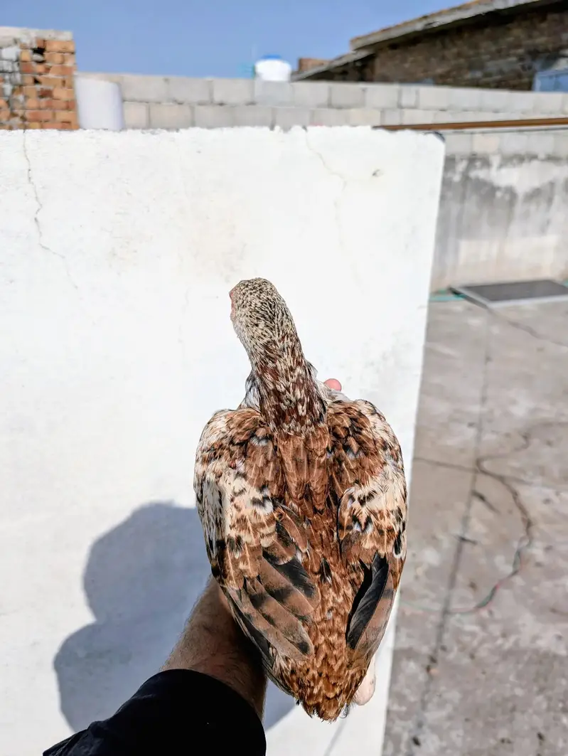 Home breed cheena quality patha for sell Whatsapp: 03159640025 — photo 3
