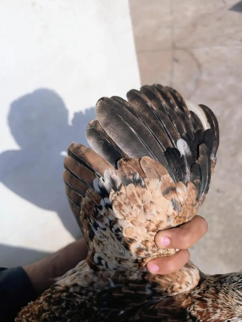 Home breed cheena quality patha for sell Whatsapp: 03159640025 — photo 4