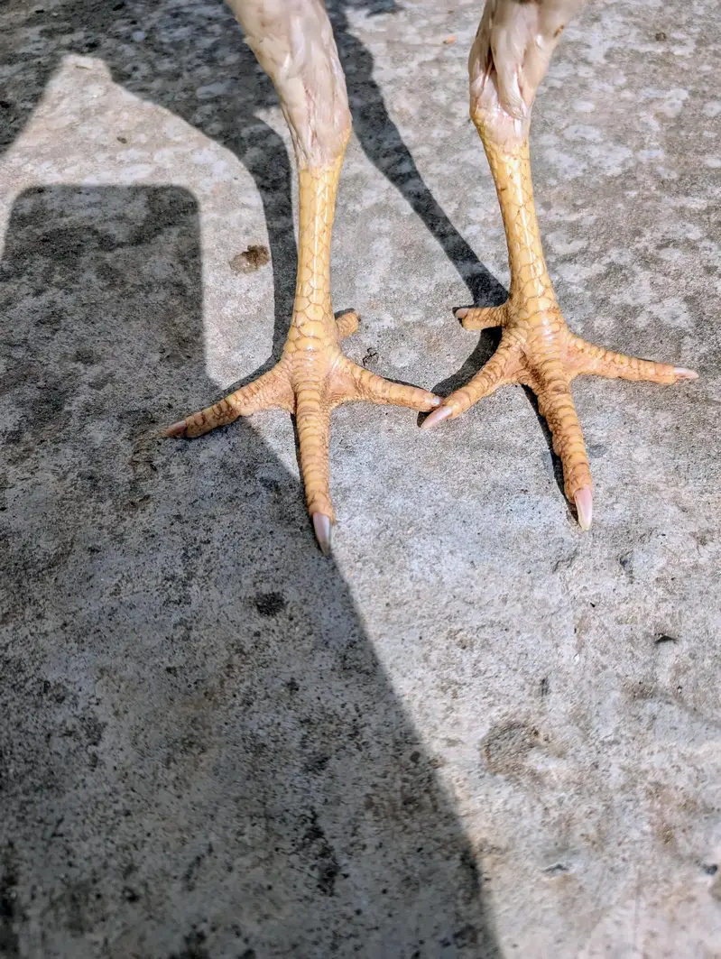Home breed cheena quality patha for sell Whatsapp: 03159640025 — photo 5