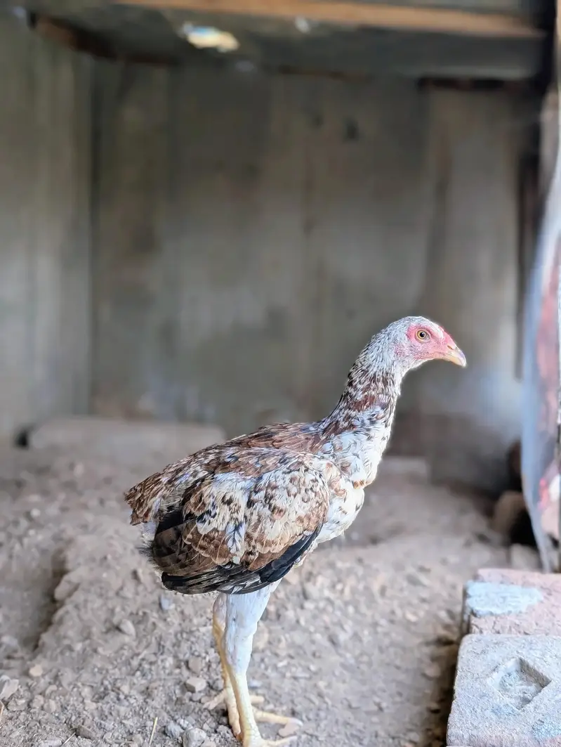 Home breed cheena quality patha for sell Whatsapp: 03159640025 — photo 6