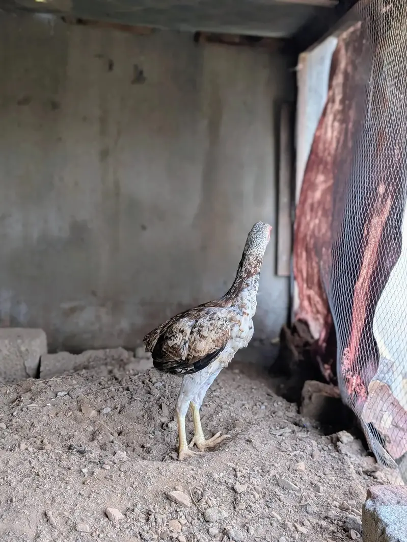 Home breed cheena quality patha for sell Whatsapp: 03159640025 — photo 7