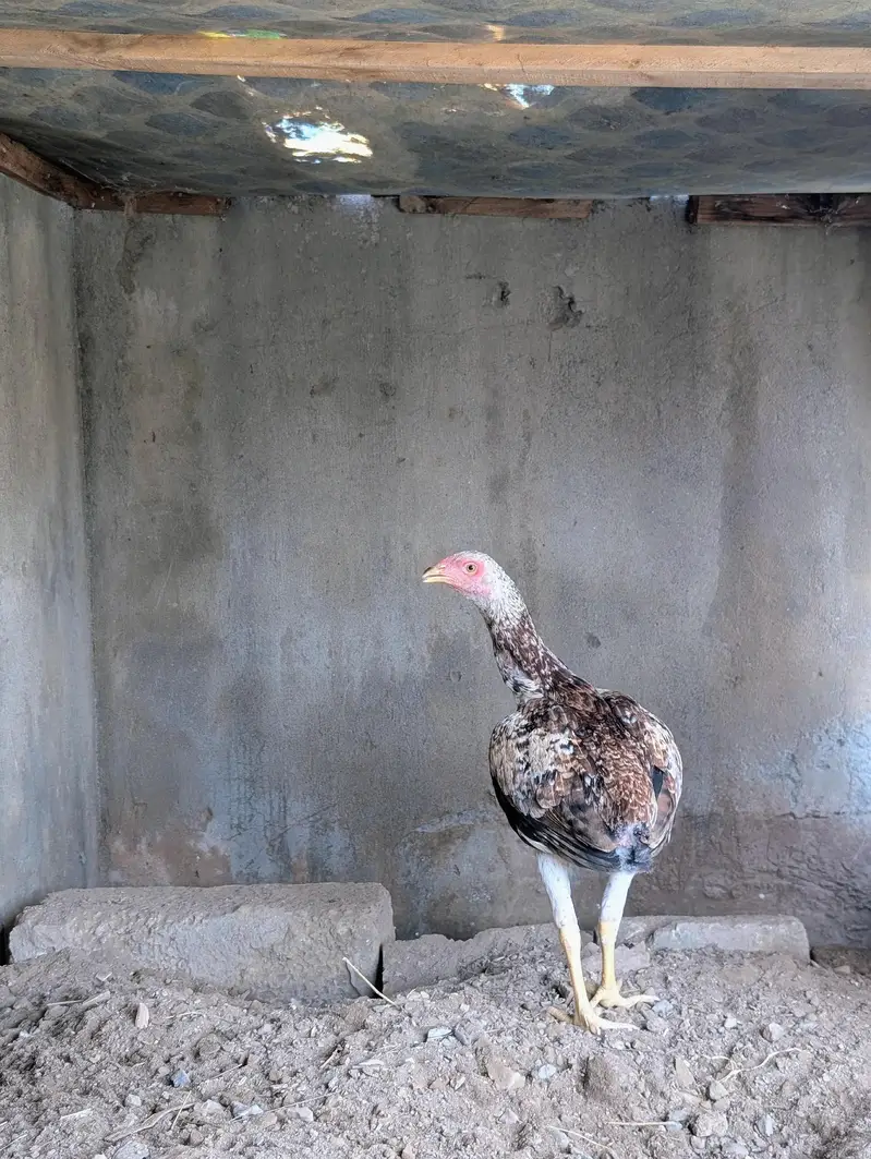 Home breed cheena quality patha for sell Whatsapp: 03159640025 — photo 8