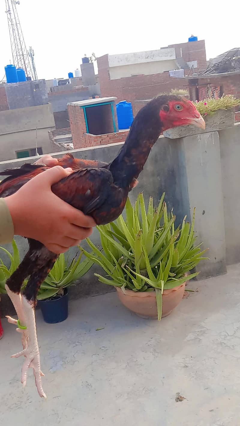 Sindhi patha 2
