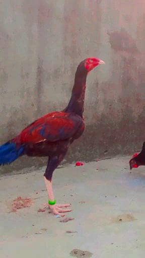 Sindhi patha 3