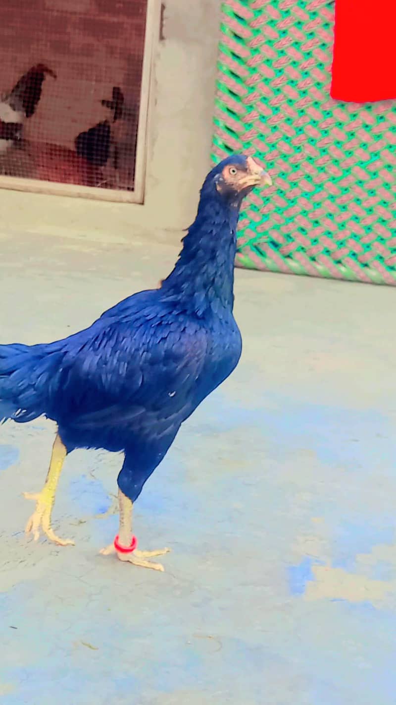 Sindhi patha 6