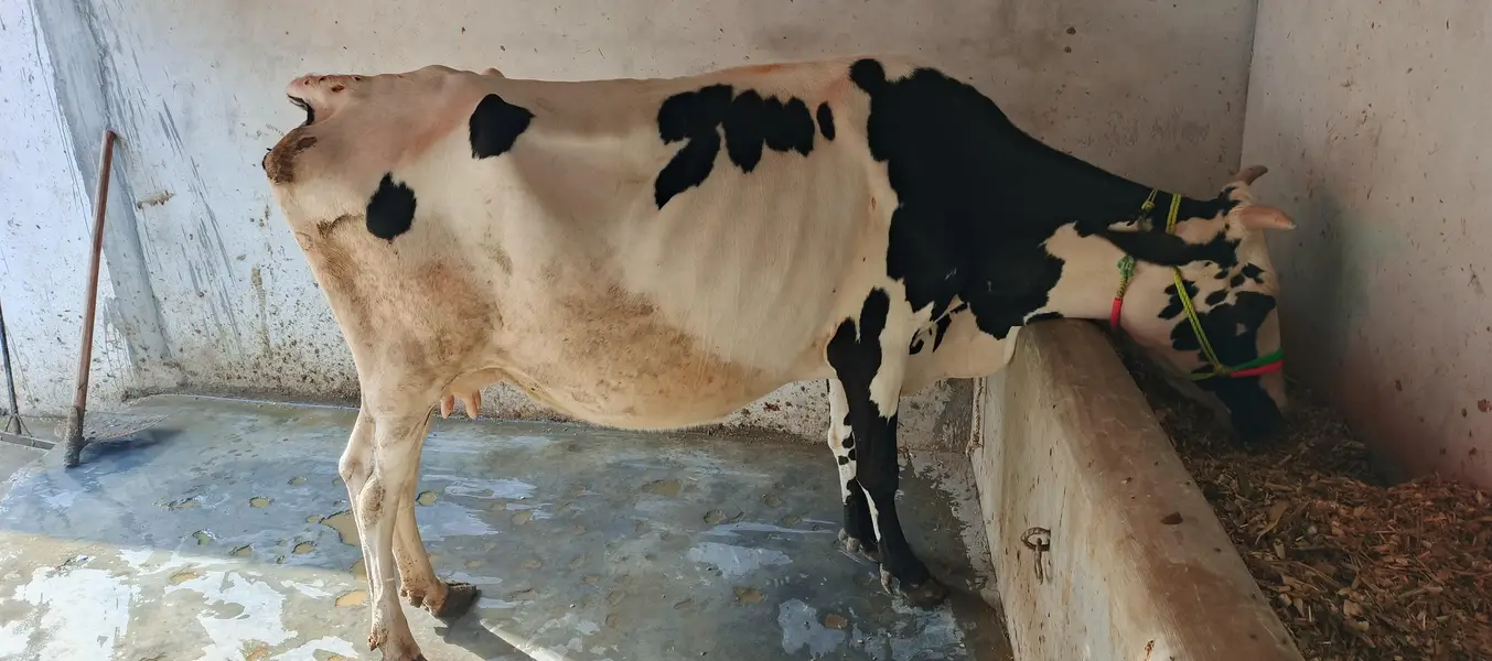 Friesian Punjabi Cross Cow — photo 2