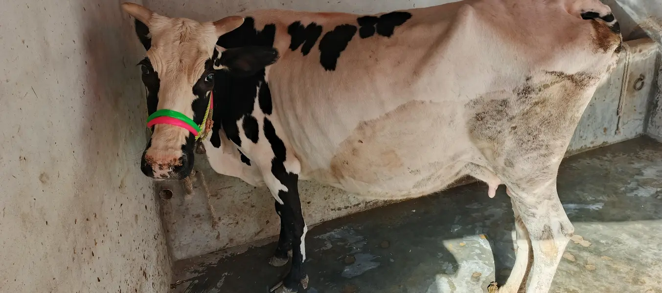 Friesian Punjabi Cross Cow — photo 3