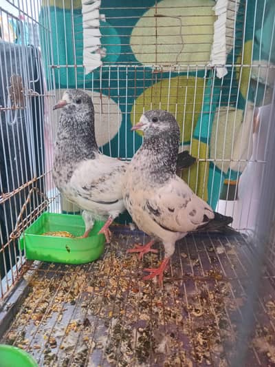 pigeon